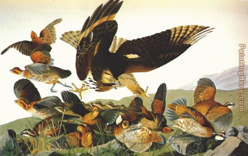 John James Audubon Bobwhite, Virginia Partridge